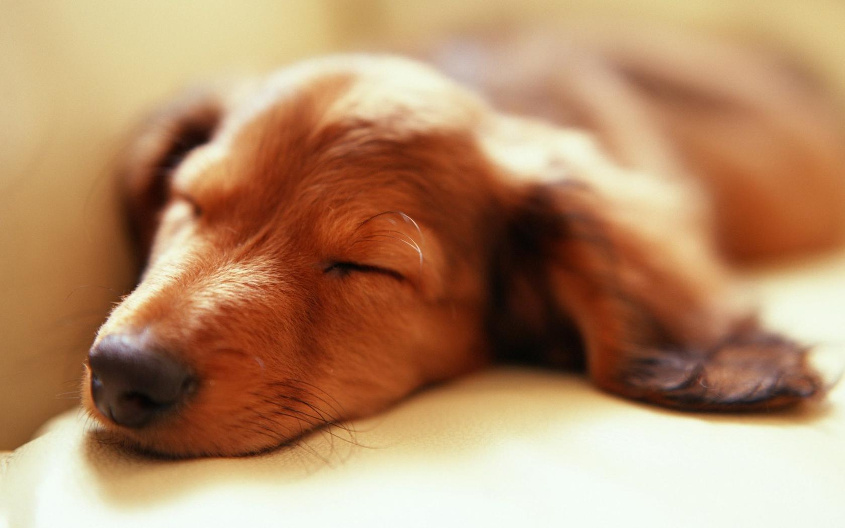 sleeping_dog_widescreen_wallpaper_25553